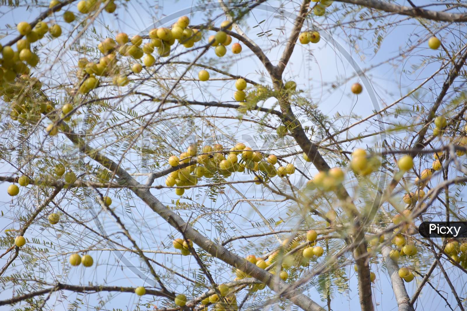 Indian Gooseberries or Amla fruit hanging on tree