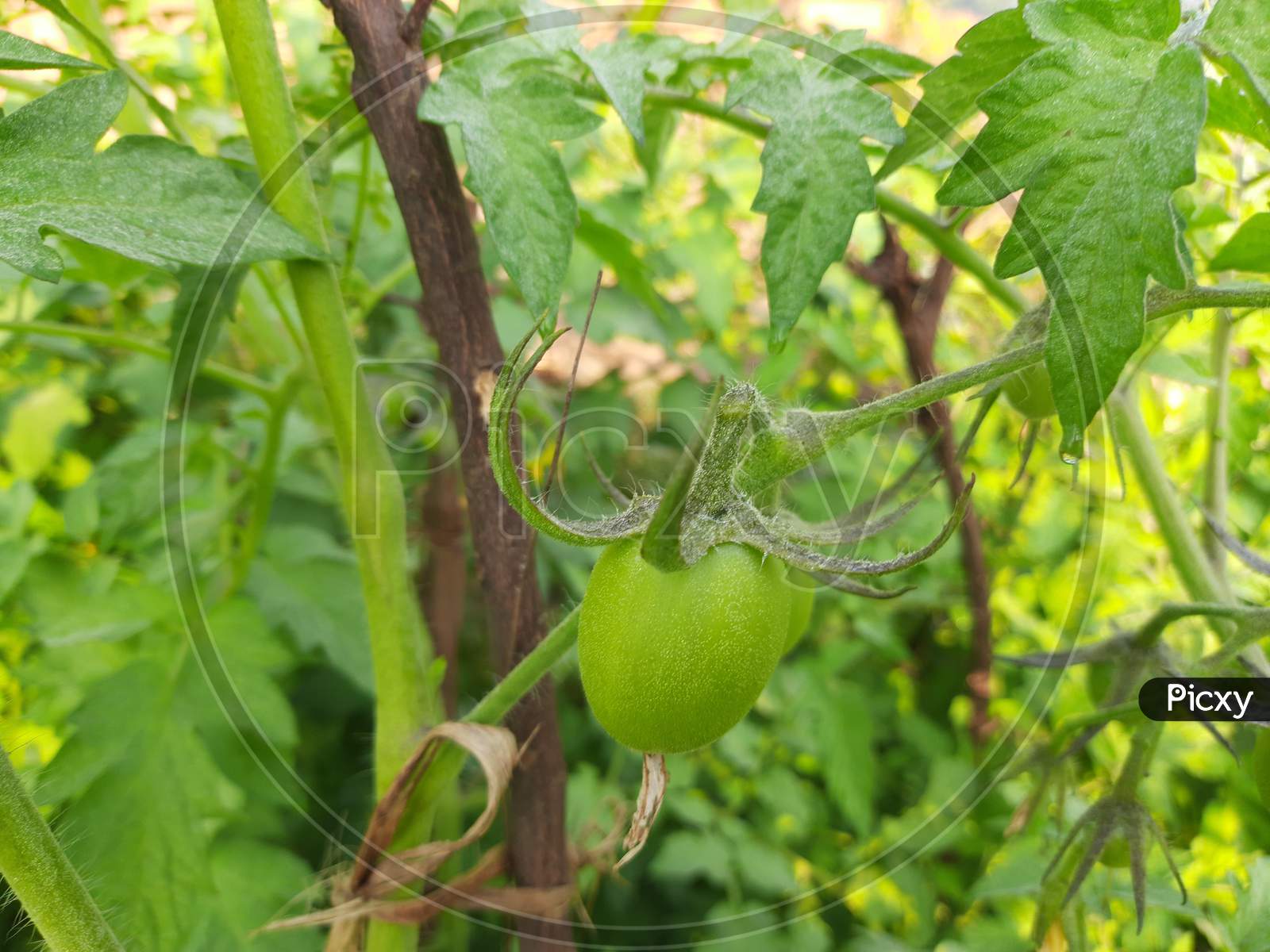 Green  tomato in in green leaves background.