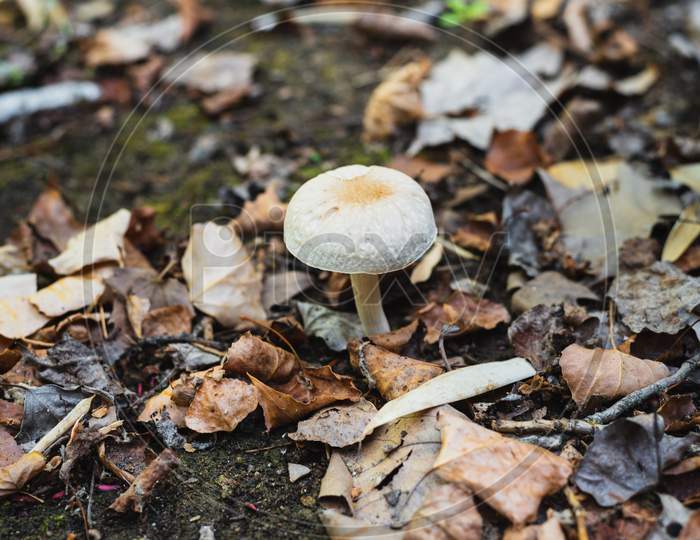 A White Mushroom Grows In The Field Between Dry Leaves And Moss