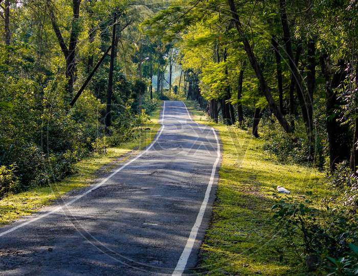 road in admist forests of agumbe