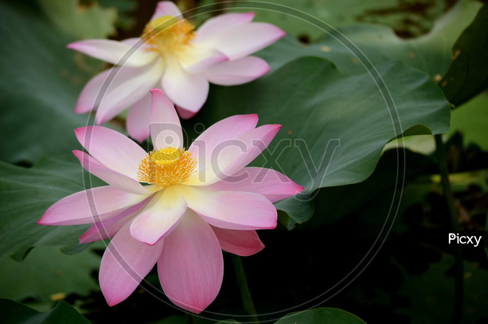 Water Lotus