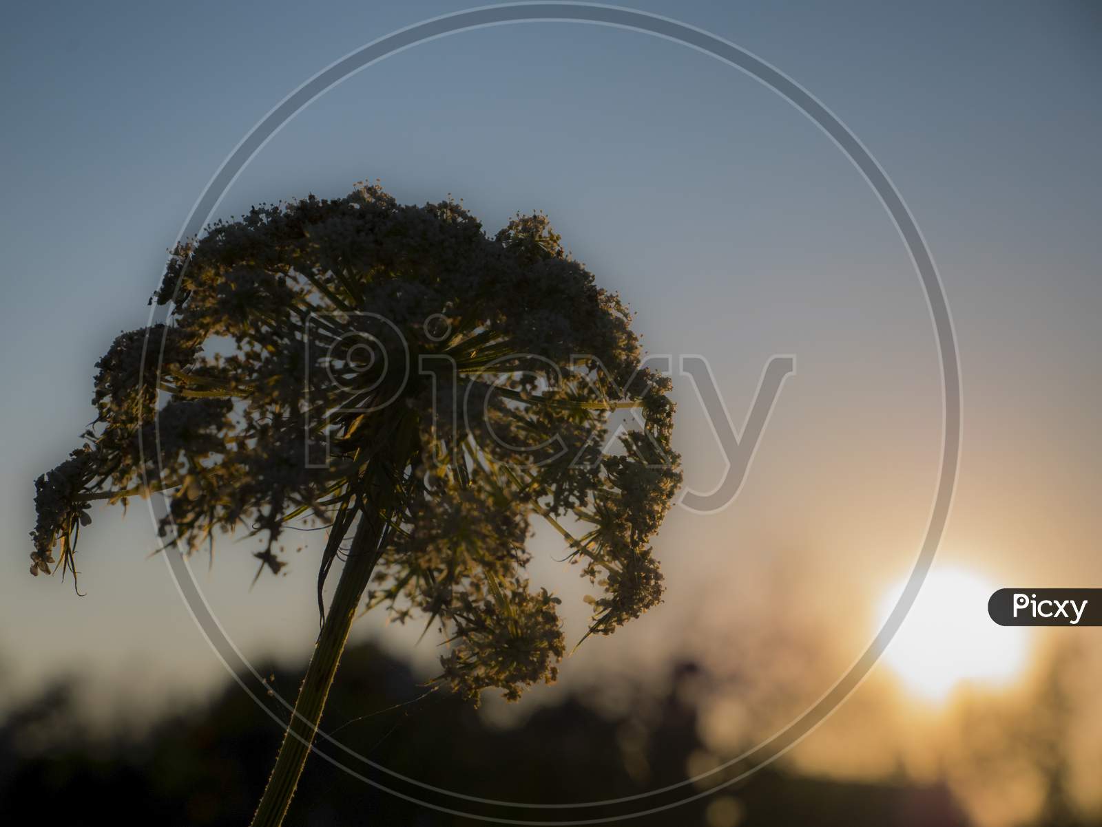 Shadow Of Onion Flower At Sunset