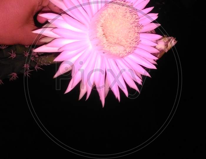Hand of a man touching Saussurea obvallata (Brahma Kamal) Pink and White flower