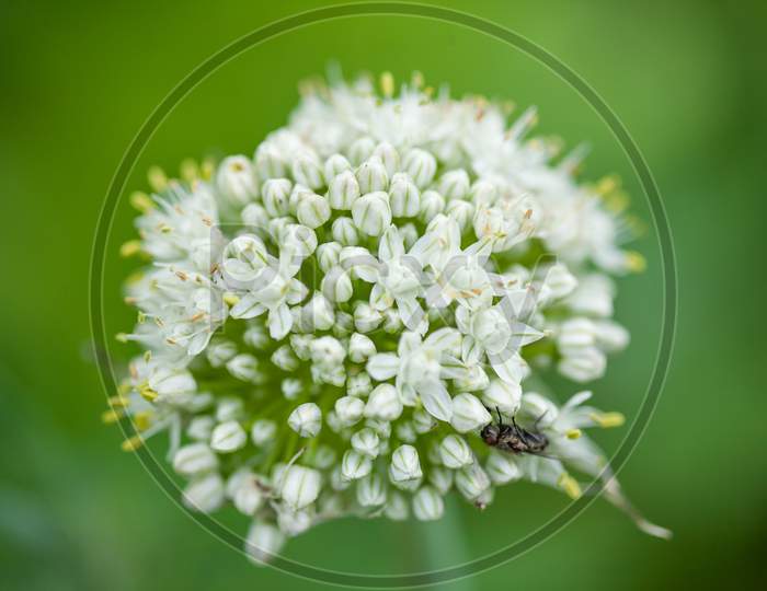 Fly On A Onion Flower