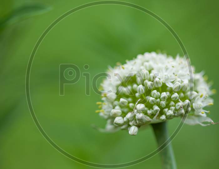 Onion White Flower