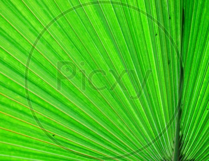 Closeup Front View Of Leaf Of Green Palm On The Tree