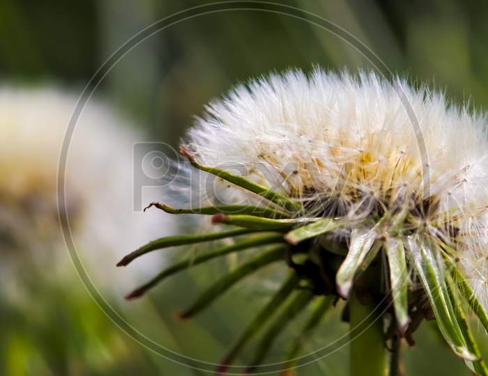 Close up view at a blowball flower found on a green meadow full of dandelions