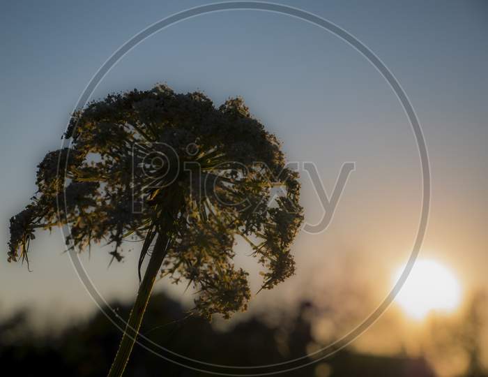 Shadow Of Onion Flower At Sunset
