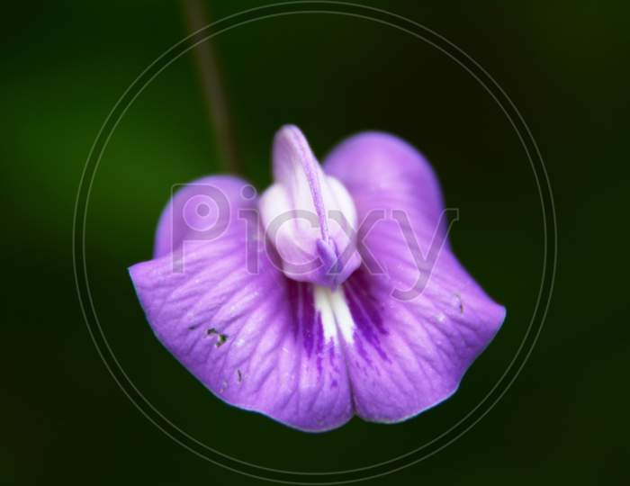 Butterfly Pea Flower-Kerala Flower
