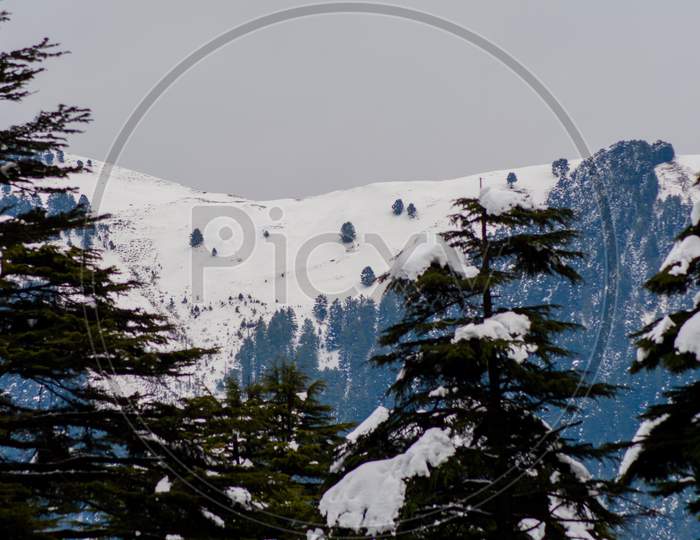 Trees covered with white snow in the himalayan mountain range of Jammu