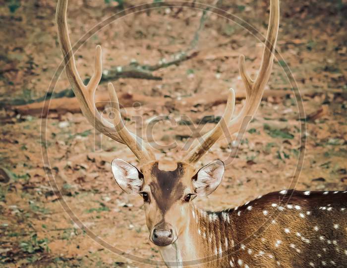 closeup shot of a deer