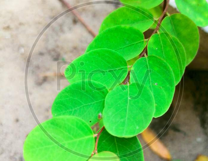 Green Leaves Of House Plant.