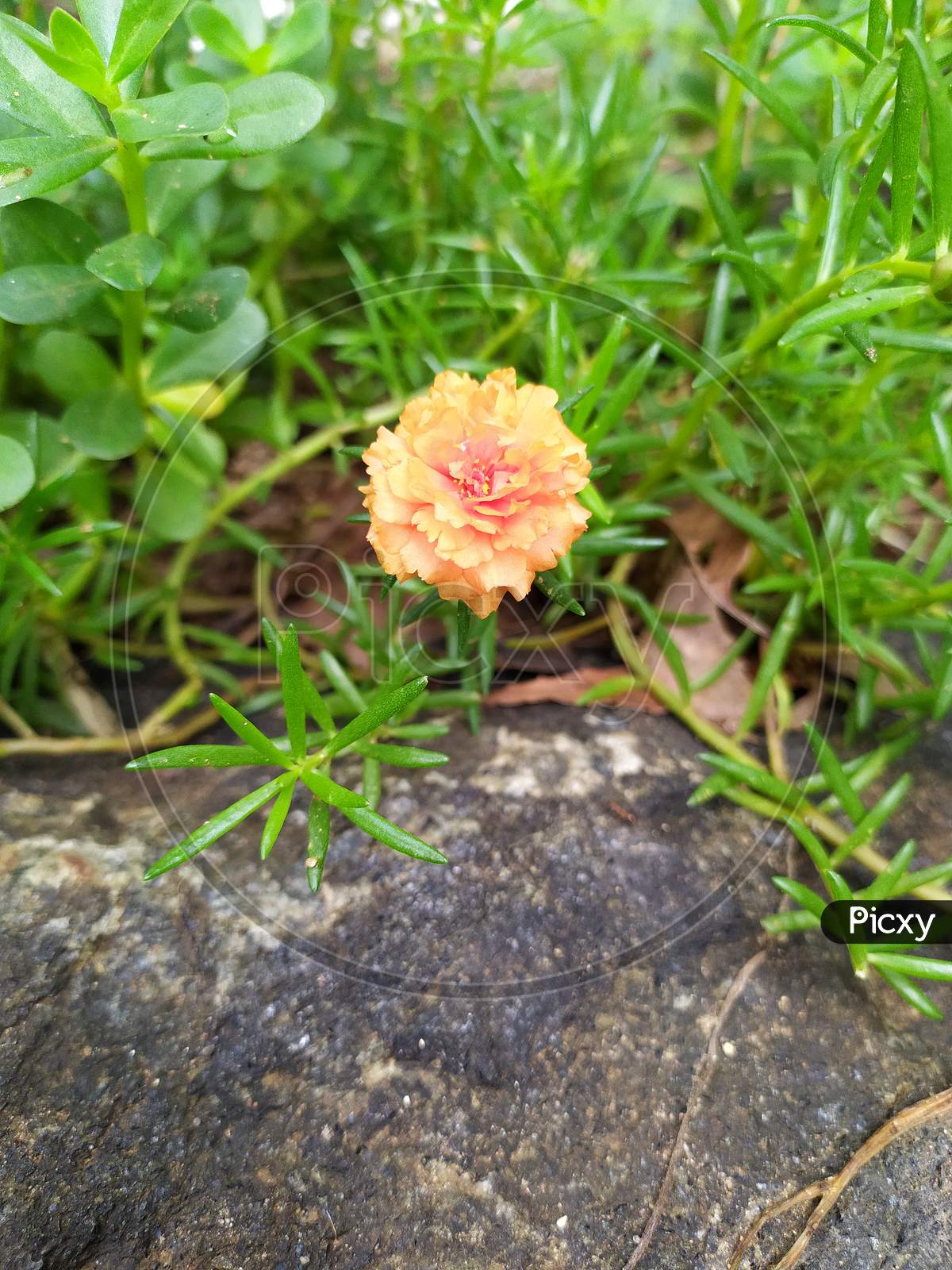 garden flower
