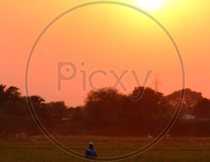 farmer in the middle of paddy field