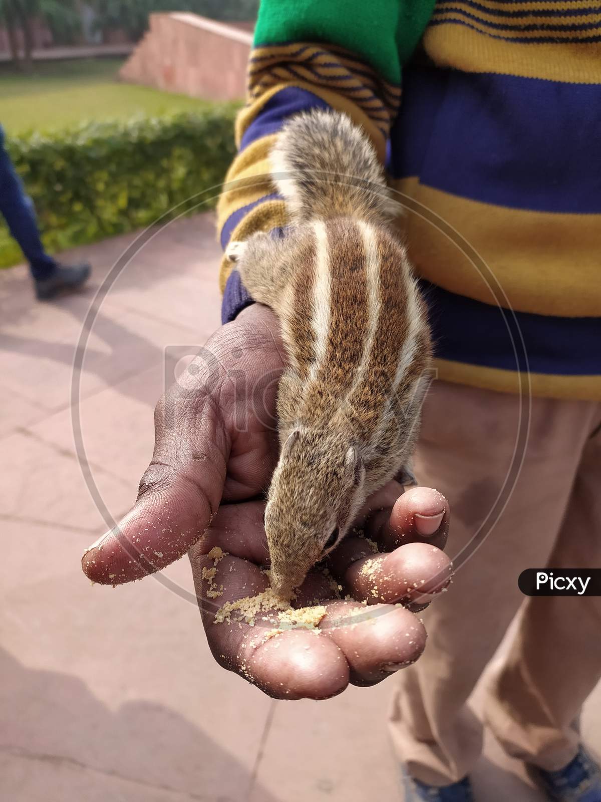 squirrel eating food in a human hand at Agra Delhi