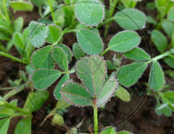 Fenugreek plant in field.