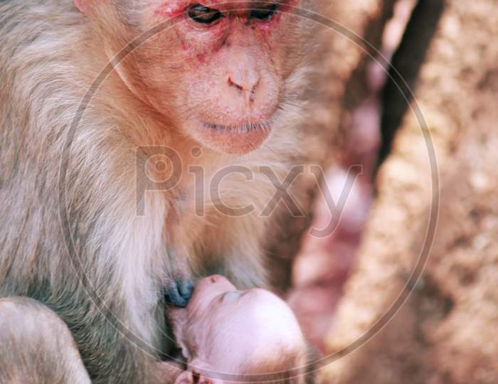 Mother Monkey feeding a baby monkey