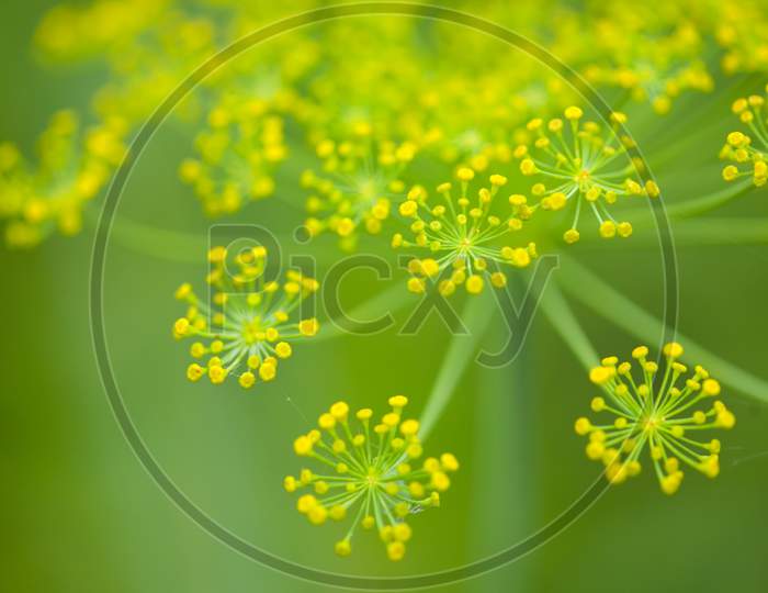 Close-Up Of A Dill Herb