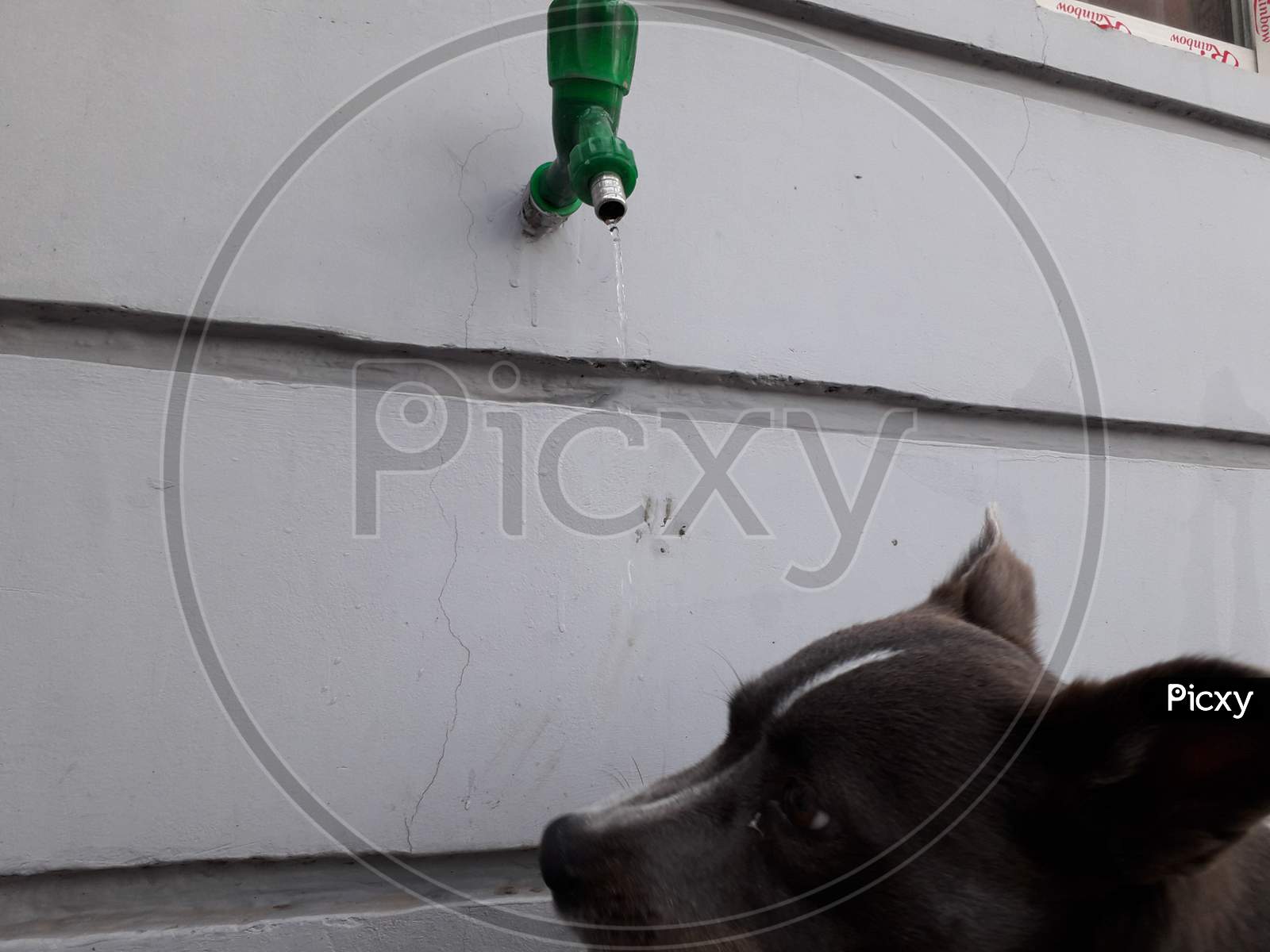 dog drinking tap water