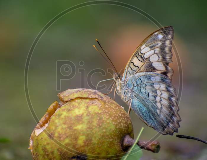 Butterfly ( green duke butterfly) enjoying sap of pears.