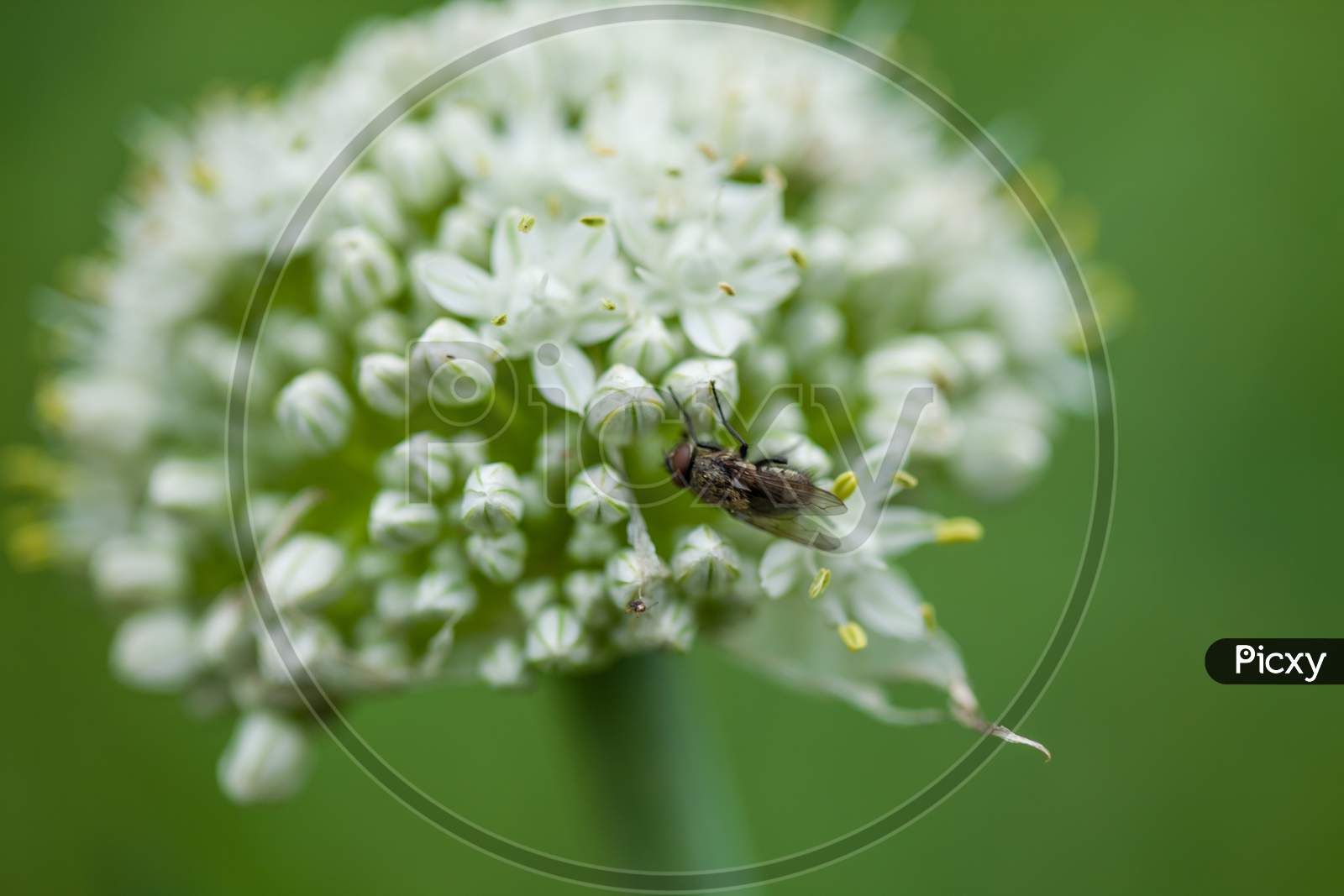 Fly On A Onion Flower