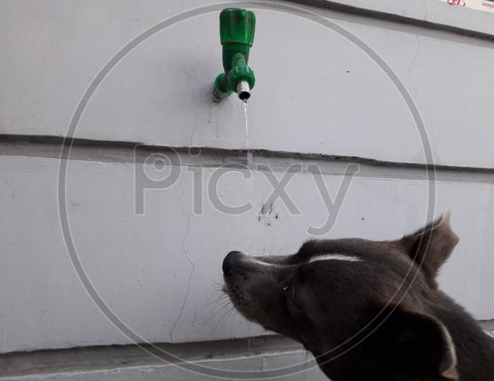 dog drinking tap water