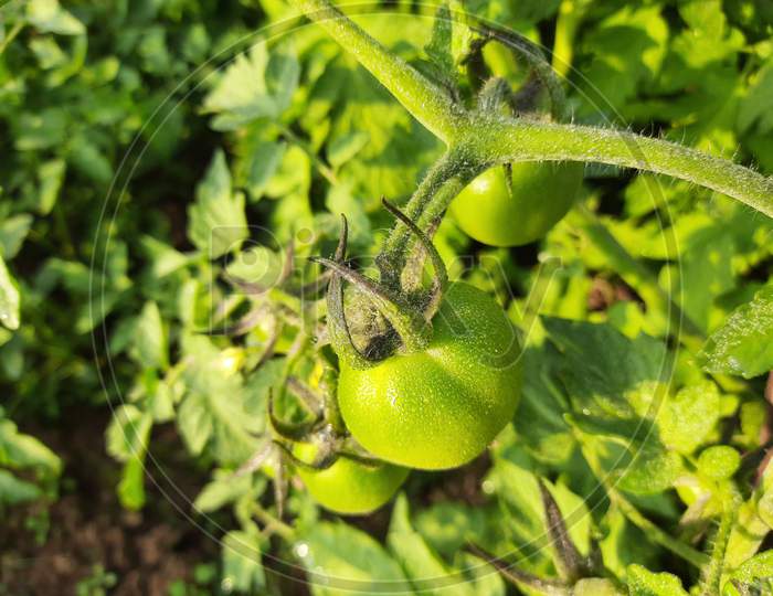 Green  tomato in in green leaves background.