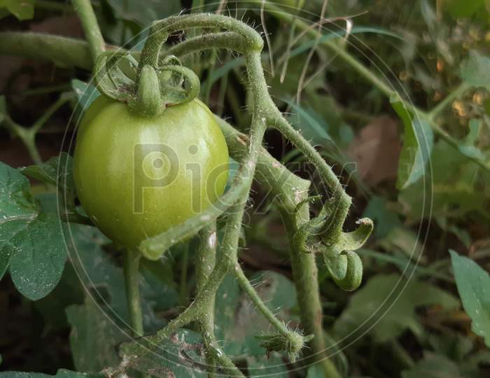 Beautiful picture of tomato plant