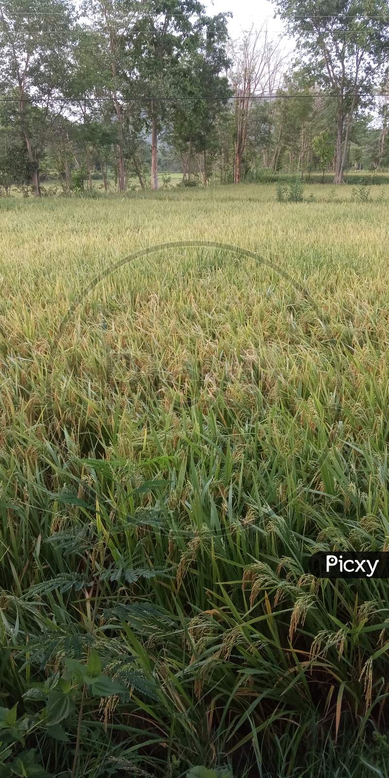 Rice paddy field plant grass nature agriculture crop paddy field image organic
