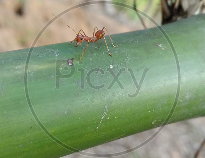 fire ants traveling above the bamboo