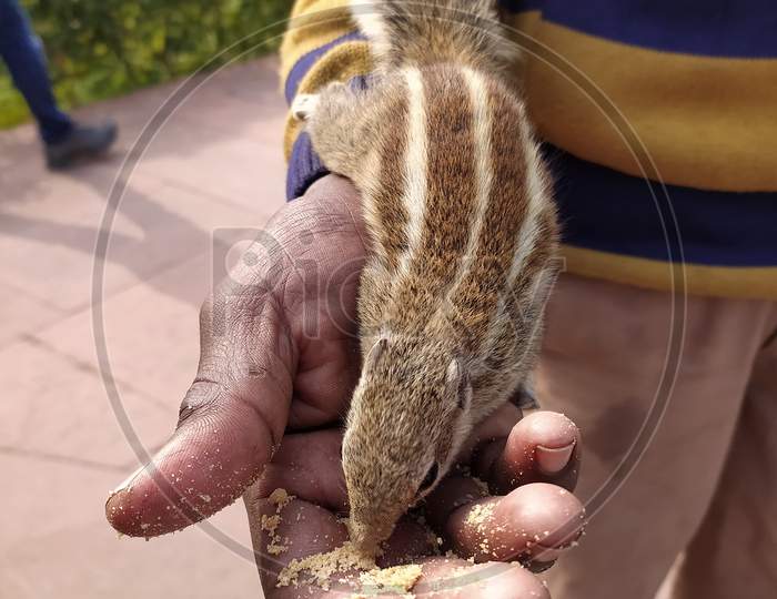 squirrel eating food in a human hand at Agra Delhi