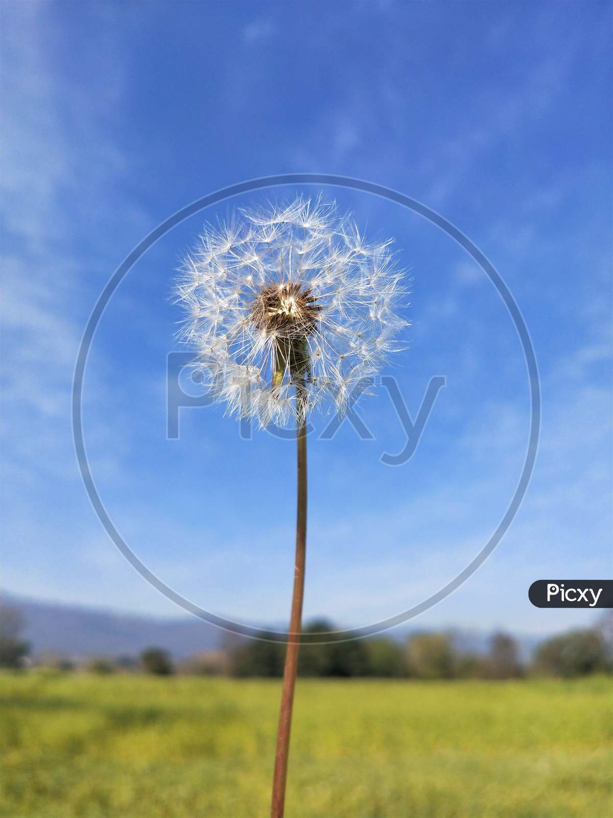 White flower with Blue sky Background