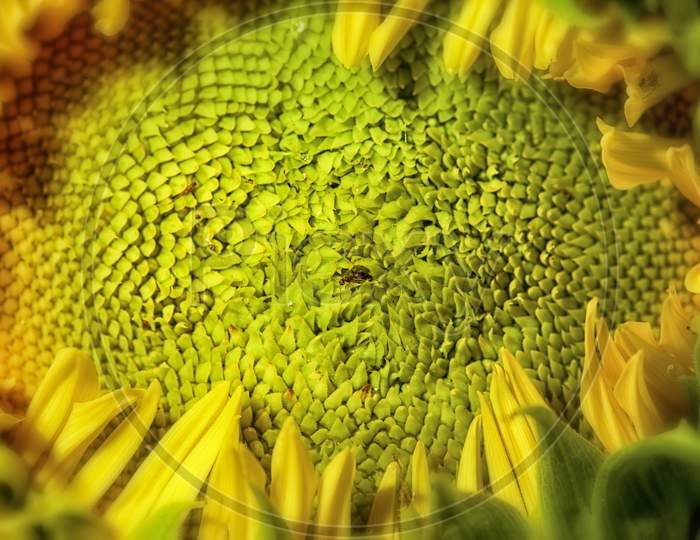 Close-Up Of An Ant On The Sunflower