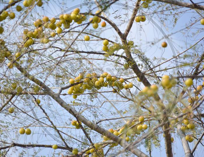 Indian Gooseberries or Amla fruit hanging on tree