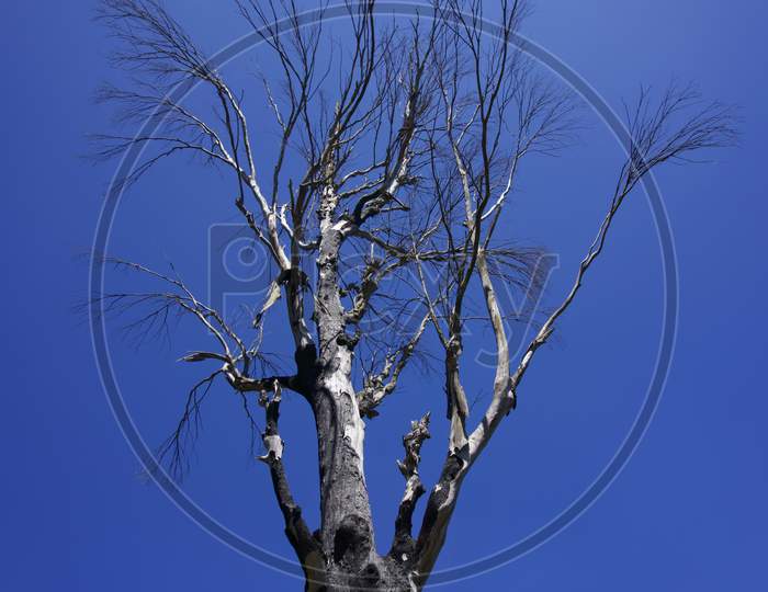 Black tree with blue sky