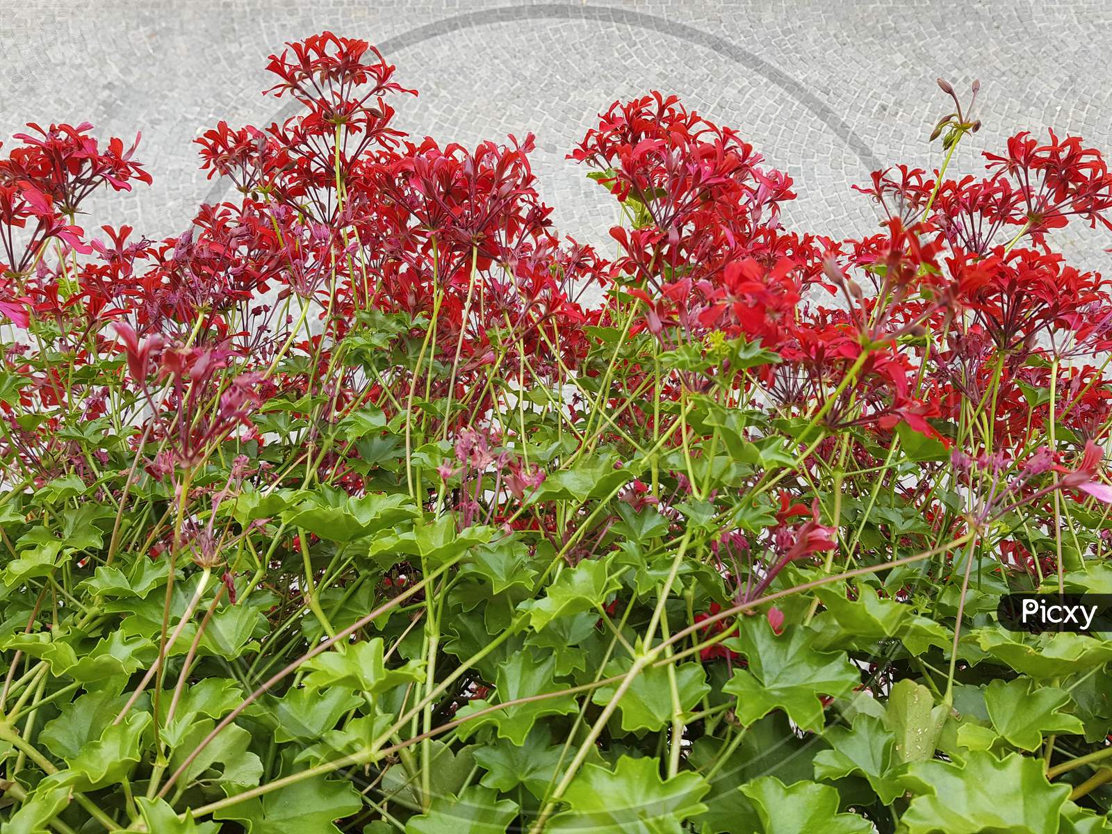 View From Window On Red Flowers And Sidewalk