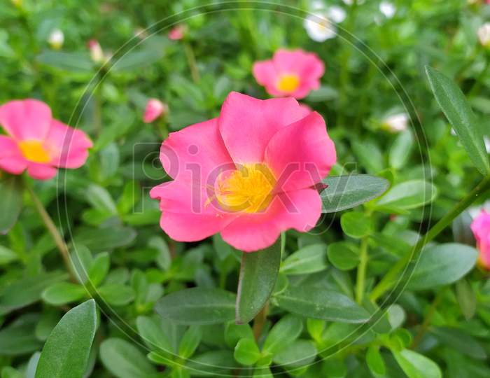 garden flower
