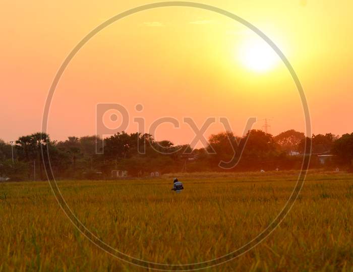 farmer in the middle of paddy field