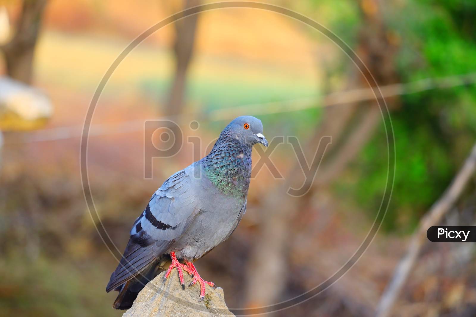 Bird (Pigeon) Sitting On The Rock