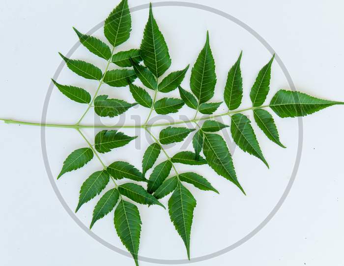 Isolate Picture Of A Neem Leaves