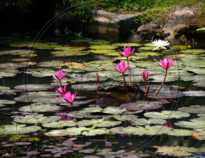 Water Lily and Lily Pads