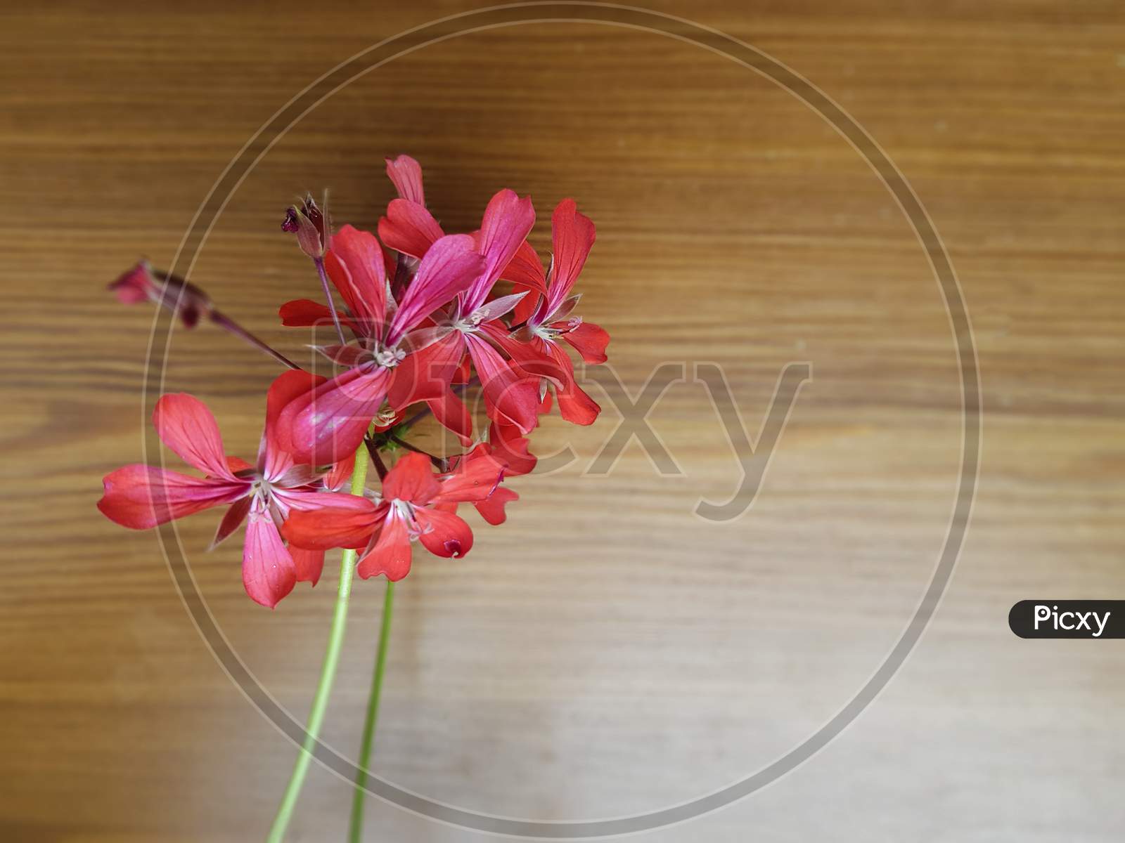 Red Flower On Wooden Background