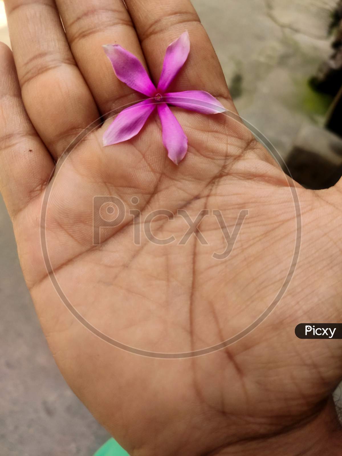 Human Hand With Pink Periwinkle Flower