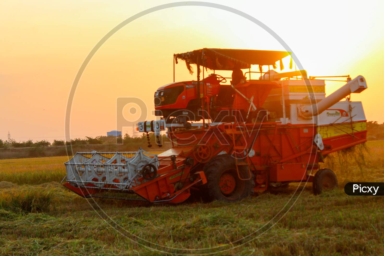 harvesting of paddy field with harvester machine during in golden hour