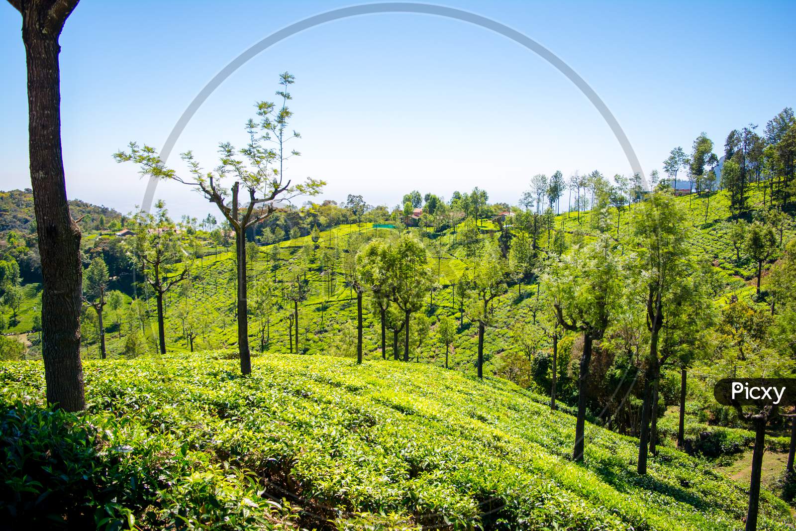 Beautiful view of tea garden and Ooty city of Tamil Nadu