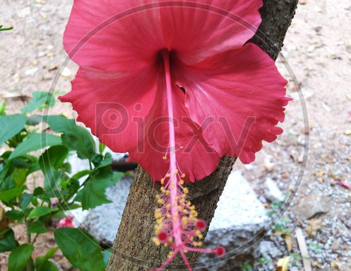 Hibiscus flower image