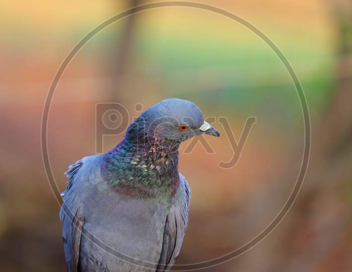 A Portrait Pigeon On The Rock