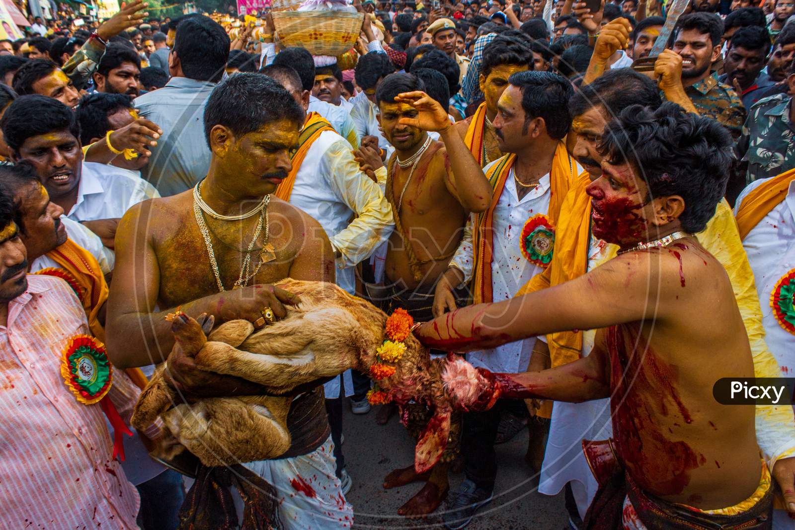 devotees offering goat to the god in bonalu festival