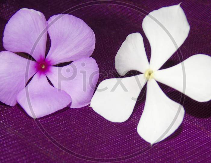 Purple cute flowers