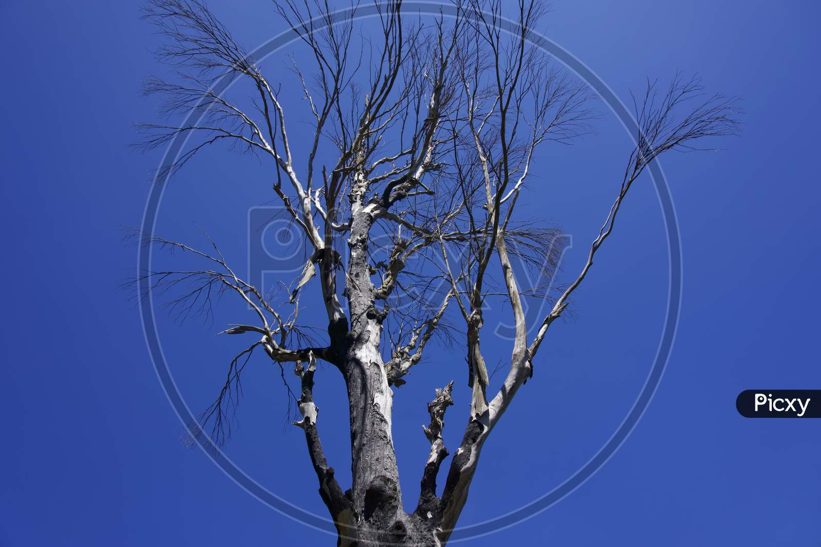 Black tree with blue sky